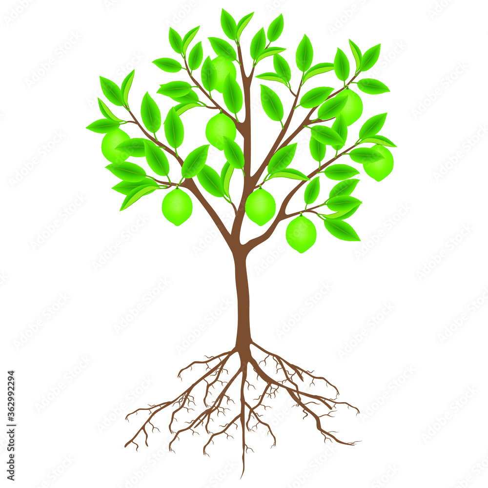 Canvas Prints lime tree with fruits and roots on a white background.