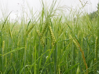 green spikelets of wheat in a farmer's field. poster. 4K