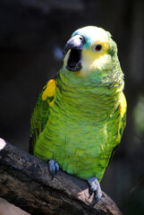 Loro verde y amarillo parado en una rama.