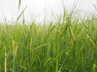 green spikelets of wheat in a farmer's field. poster. 4K