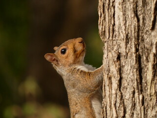 Naklejka na ściany i meble Eastern gray squirrel (Sciurus carolinensis) - grey squirell climbing tree, Washington D.C., USA