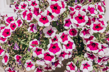 background of pink and white country flowers