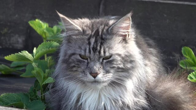 Big gray and white Maine Coon cat. With tassels on the ears and a large mustach