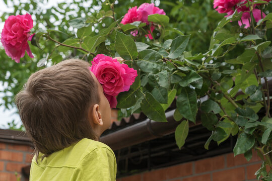close up image of boy sniffs high pink roses in summer garden. Pleasant smell of beautiful flowers. Free from plant allergy concept