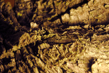 Macro textura de corteza de árbol.