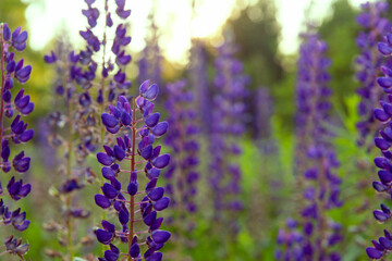 violet  lupinus flowers close up in a clearing at sunset