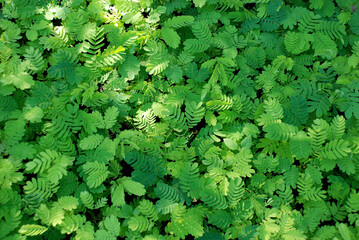 Green Leaves Texture Background for green design.