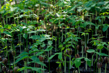 Green Leaves Texture Background for green design.
