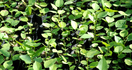 Green Leaves Texture Background for green design.