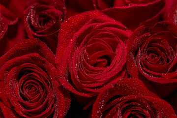 Drops of water on red roses