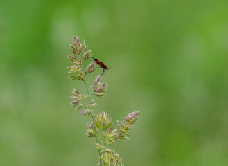 An Insect Sitting on a Grass Stem
