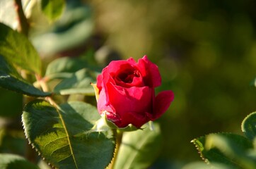 one red rose growing outside on a green blured background
