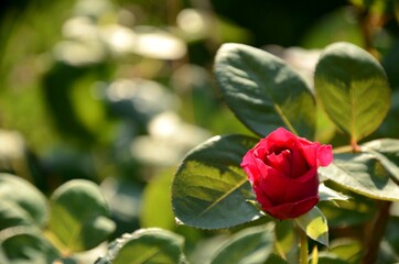 one red rose on a green blured background with copy space. rose grows outside	