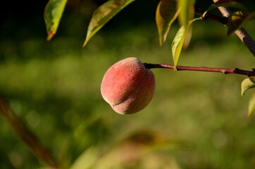 one fresh ripe peach on a branch on a tree in the garden
