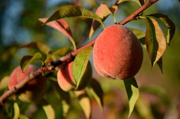 fresh ripe peach growing on a branch on a tree in the garden