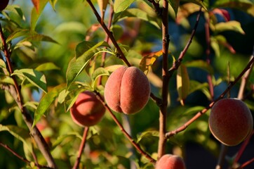 ripe peaches on tree