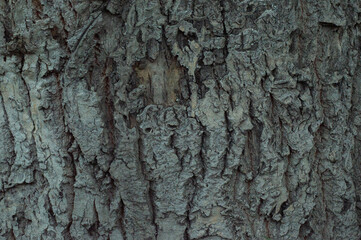 Gray bark tree close-up.