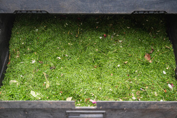 Inside a compost bin filled with fresh green garden cuttings and grass