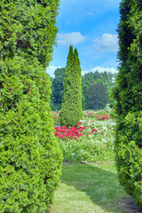 high thuja varieties western column and rose bush in the city garden