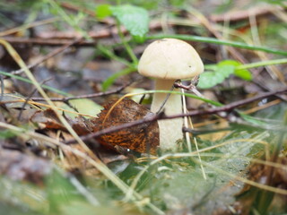 a woman gathers mushrooms boletus gloves.