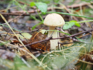 a woman gathers mushrooms boletus gloves.