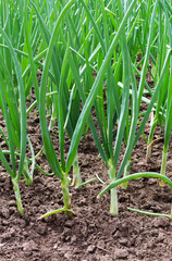Onion plantation in the vegetable garden agriculture.