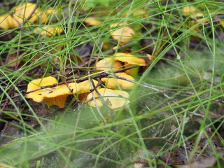 chanterelle mushrooms in the forest. silent hunting. poster. 4K