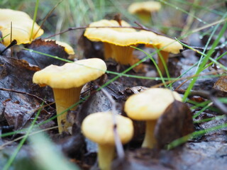 chanterelle mushrooms in the forest. silent hunting. poster. 4K
