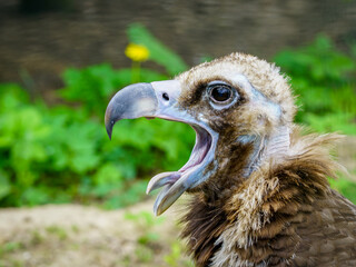 portrait of a cinereous vulture with the open beak and the tongue out