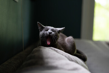 Cat on sofa yawning sleepy.