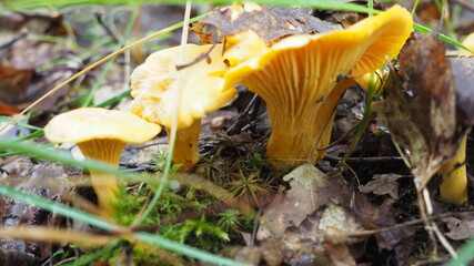 chanterelle mushrooms in the forest. silent hunting. poster. 4K