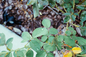 Pink Rosa chinensis flower with green leaf	