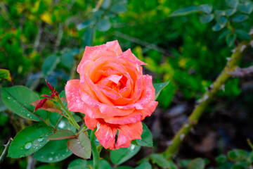 Pink Rosa chinensis flower with green leaf	