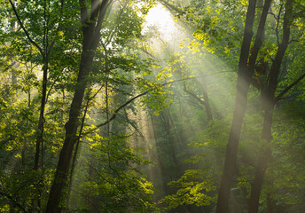 Fototapeta Early morning sunlight rays shining through misty forest trees. obraz