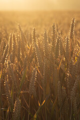 Magnifique champ de blé mûr