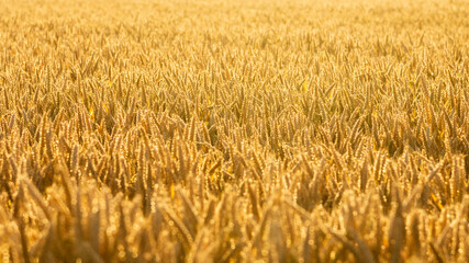 Magnifique champ de blé mûr