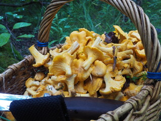 basket with mushrooms chanterelles and a knife in the forest. quiet hunting, hobby © Владимир Сидоров