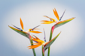 Three bird of paradise flowers on a white background with blue vignetting