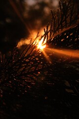 Sun Through Pines