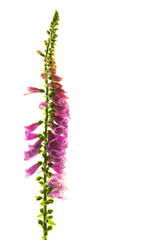 pink flower isolated on white
