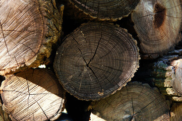 close up view of the texture of  stacked cutted logs.  looking where the cutted part is. 