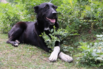 Shy dog with a bouquet