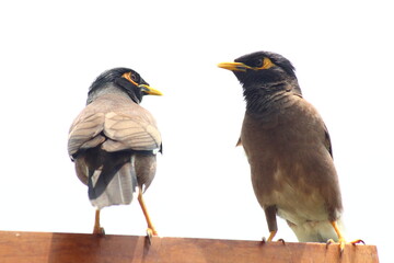 Fototapeta premium Sorrow birds on a window pane, high resolution image.