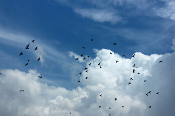 Clouds on a rainy day with flock of birds.