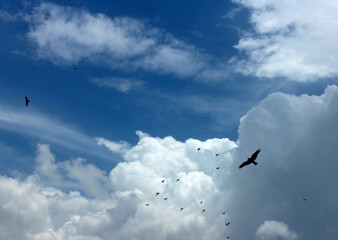 Clouds on a rainy day with flock of birds.