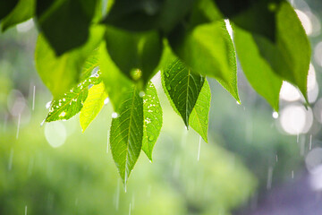 Rainy summer day. Tree leaves with raindrops. Selective focus