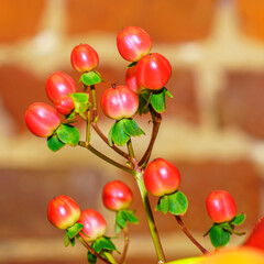 Close-up view of branch of ripe red barberry on blurred red brick wall background. Space for text. Design concept.