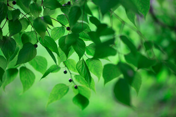 Beauitiful green tree foliage background