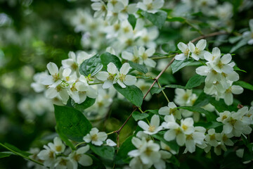 Beautiful Jasmin flowers on a green blurred ground