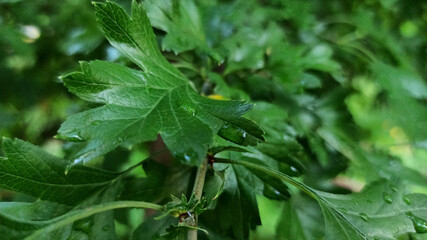 rain drops on leaves